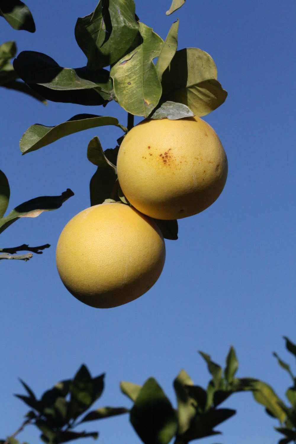            Fruit (Riverside, CA)   